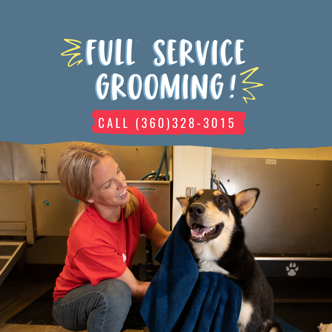 Dog grooming at Camp Bow Wow in Silverdale